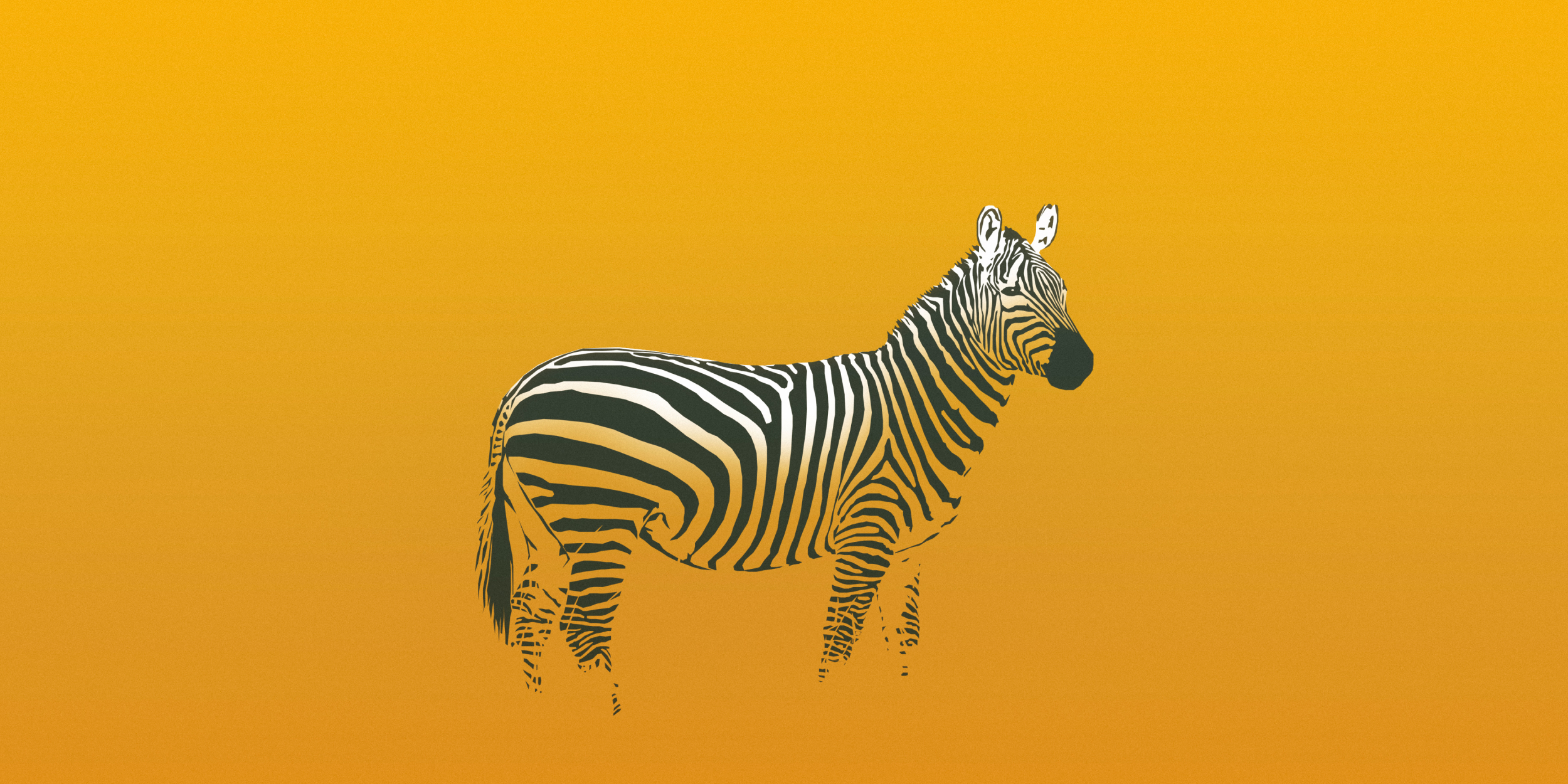 Zebra Wallpaper Design by Enes Ozgor